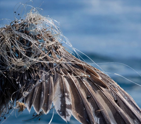 Verhedderter Vogelfluegel